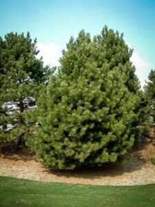 Сосна Чёрная (Pinus Nigra) купить по цене от 270.00р. в интернет-магазине «Посадика» с доставкой почтой в в Камышлове и по всей России – [изображение №1].