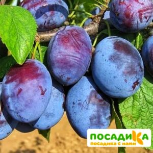 Слива Чачакская ранняя купить по цене от 229.00р. в интернет-магазине «Посадика» с доставкой почтой в в Камышлове и по всей России – [изображение №1].