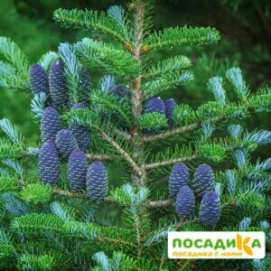 Пихта корейская (Abies koreana) купить по цене от 450.00р. в интернет-магазине «Посадика» с доставкой почтой в в Камышлове и по всей России – [изображение №1].