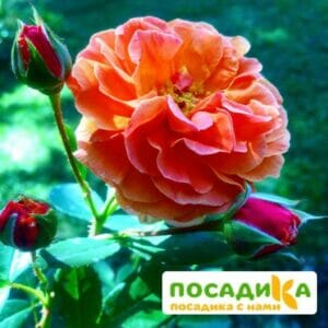 Роза Арабия купить по цене от 350.00р. в интернет-магазине «Посадика» с доставкой почтой в в Камышлове и по всей России – [изображение №1].