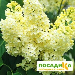 Сирень Примроуз (Primrose) купить по цене от 529.00р. в интернет-магазине «Посадика» с доставкой почтой в в Камышлове и по всей России – [изображение №1].