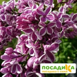 Сирень Сенсация купить по цене от 529.00р. в интернет-магазине «Посадика» с доставкой почтой в в Камышлове и по всей России – [изображение №1].