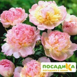 Пион Распберри Сандей (Paeonia Raspberry Sundae) купить по цене от 959р. в интернет-магазине «Посадика» с доставкой почтой в в Камышлове и по всей России – [изображение №1].