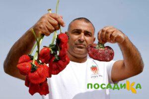 Клубника Гигант Джорнея купить по цене от 266р. в интернет-магазине «Посадика» с доставкой почтой в в Камышлове и по всей России – [изображение №1].