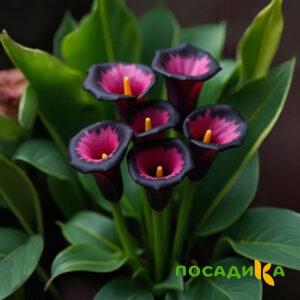 Калла Аура Лейс купить по цене от 400р. в интернет-магазине «Посадика» с доставкой почтой в в Камышлове и по всей России – [изображение №1].