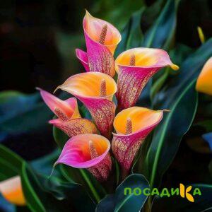 Калла Оникс купить по цене от 450р. в интернет-магазине «Посадика» с доставкой почтой в в Камышлове и по всей России – [изображение №1].