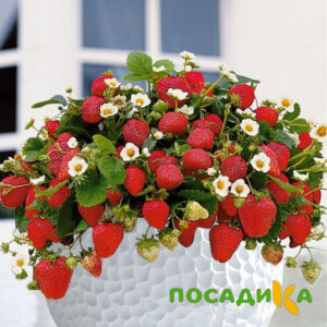 Клубника Рубиновый Шепот (горшечная) купить по цене от 240р. в интернет-магазине «Посадика» с доставкой почтой в в Камышлове и по всей России – [изображение №1].