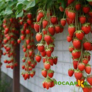 Клубника вьющаяся Комплимент купить по цене от 470р. в интернет-магазине «Посадика» с доставкой почтой в в Камышлове и по всей России – [изображение №1].