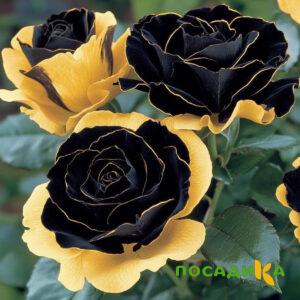 Роза Ханни Сикл купить по цене от 700р. в интернет-магазине «Посадика» с доставкой почтой в в Камышлове и по всей России – [изображение №1].