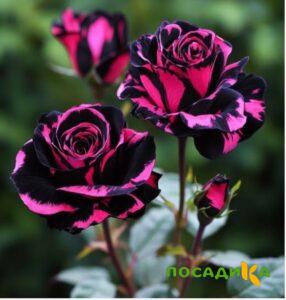 Роза Багровый Шепот купить по цене от 366р. в интернет-магазине «Посадика» с доставкой почтой в в Камышлове и по всей России – [изображение №1].