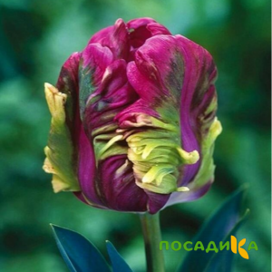 Тюльпан Экзотик Хэвен купить по цене от 186р. в интернет-магазине «Посадика» с доставкой почтой в в Камышлове и по всей России – [изображение №1].
