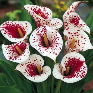 Калла Эмпайр купить по цене от 302р. в интернет-магазине «Посадика» с доставкой почтой в в Камышлове и по всей России – [изображение №1].