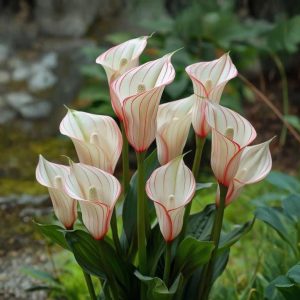 Калла Глейшер купить по цене от 299р. в интернет-магазине «Посадика» с доставкой почтой в в Камышлове и по всей России – [изображение №1].