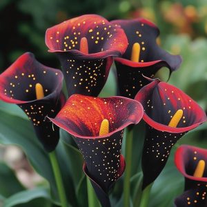 Калла Нуар купить по цене от 299р. в интернет-магазине «Посадика» с доставкой почтой в в Камышлове и по всей России – [изображение №1].