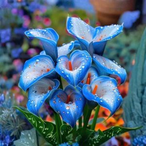 Калла Портрейт купить по цене от 292р. в интернет-магазине «Посадика» с доставкой почтой в в Камышлове и по всей России – [изображение №1].