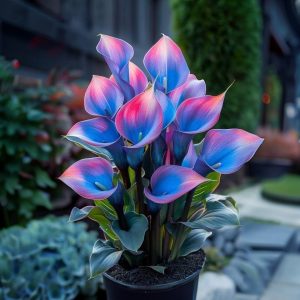 Калла Импрессия купить по цене от 590р. в интернет-магазине «Посадика» с доставкой почтой в в Камышлове и по всей России – [изображение №1].