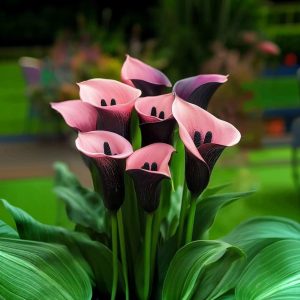 Калла Энигма купить по цене от 291р. в интернет-магазине «Посадика» с доставкой почтой в в Камышлове и по всей России – [изображение №1].