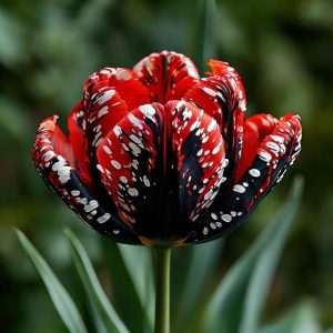 Тюльпан Вельвет Файер купить по цене от 394р. в интернет-магазине «Посадика» с доставкой почтой в в Камышлове и по всей России – [изображение №1].