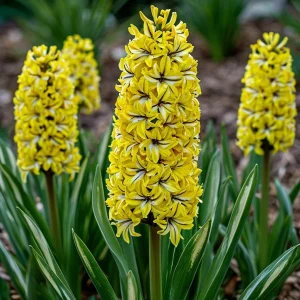 Гиацинт Сансет Голд купить по цене от 2099р. в интернет-магазине «Посадика» с доставкой почтой в в Камышлове и по всей России – [изображение №1].